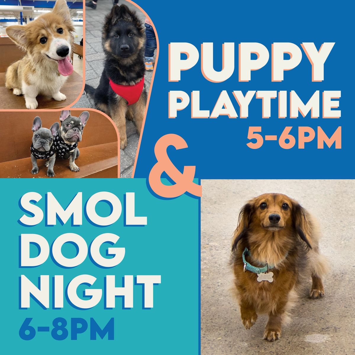 Puppy Playtime & Smol Dog Night