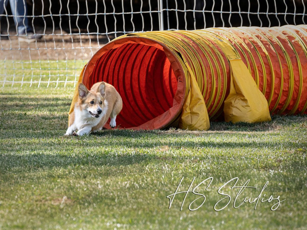 Ups 'N Downs Agility Club CPE Trial