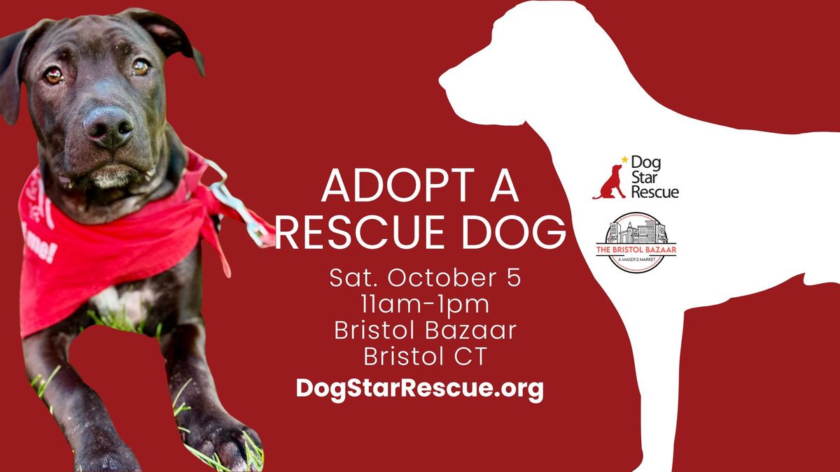 Adopt a Rescue Dog in Bristol CT