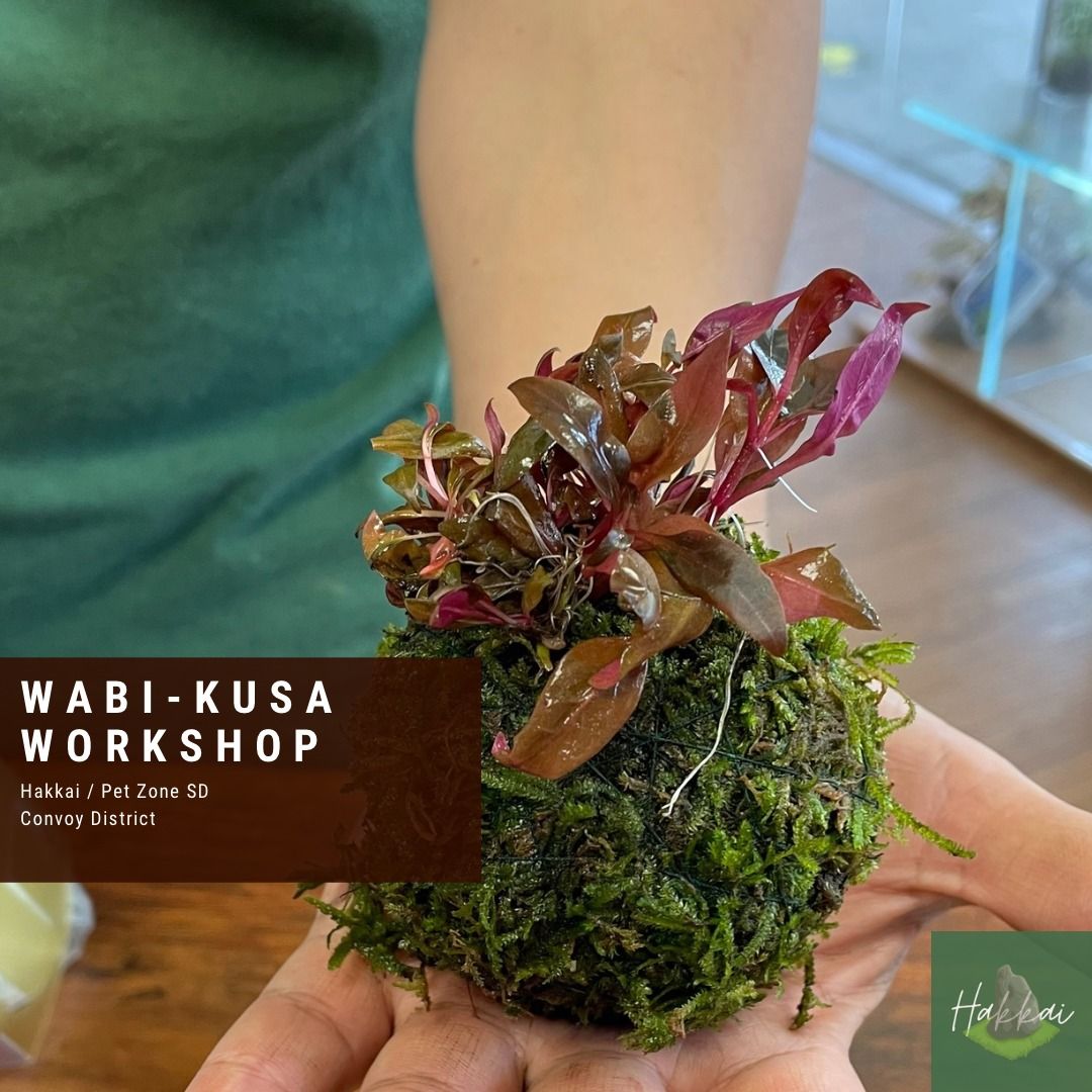 Wabi Kusa Aquascape Workshop