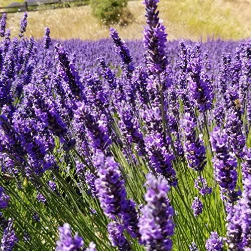 Lakeside Lavender Festival at Deer Flat Ranch