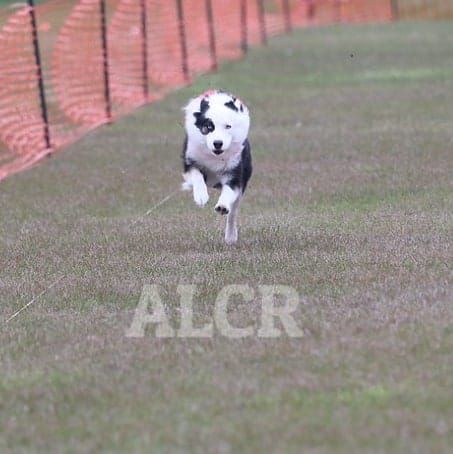 NASA AREA COMPANION DOG ALL BREED FASTCAT