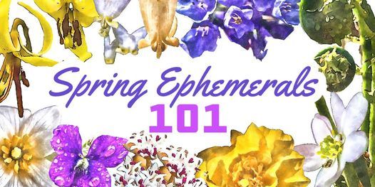 Spring Ephemerals 101