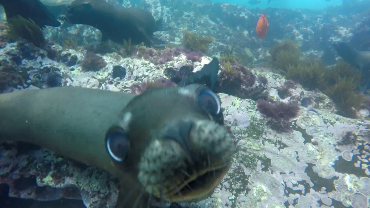 Coronado Islands (OW) Sea Lion Fun!