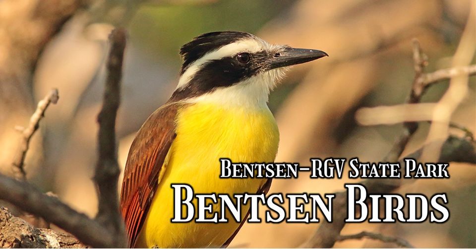 Bentsen Birds