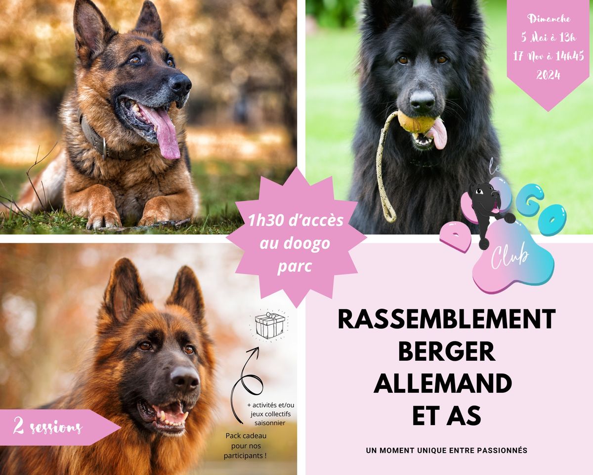 Rassemblement - berger allemand et AS