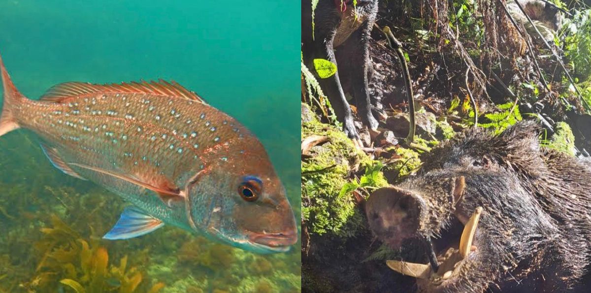 Maungakaramea Hunting and Fishing Competition 