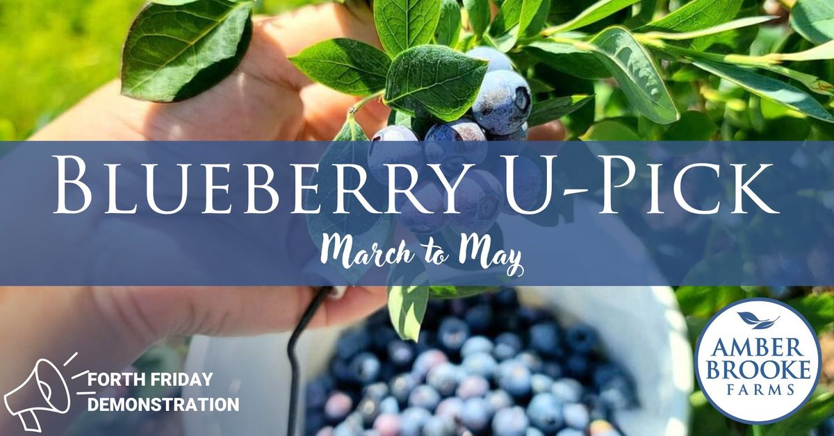 Blueberry U-Pick | Demo