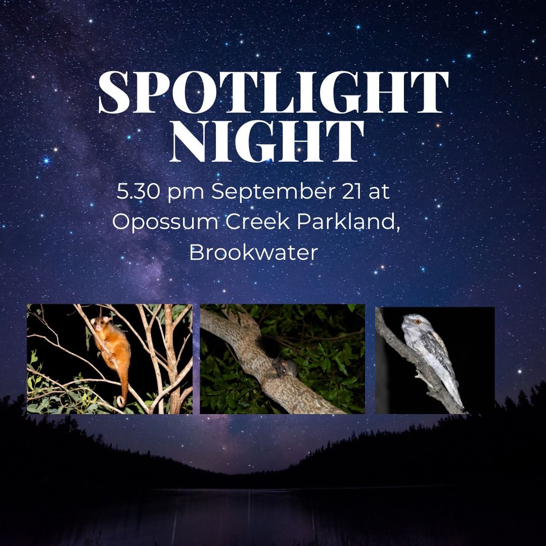 Great Southern Bioblitz  Spotlight Night Opossum Creek