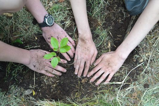 Trees are Cool: Tree Planting