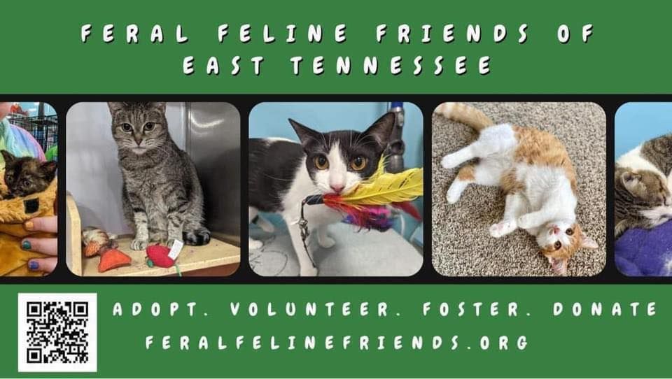 46th Annual CFA Cat Show, Chilhowee Park, Knoxville, 23 March 2024