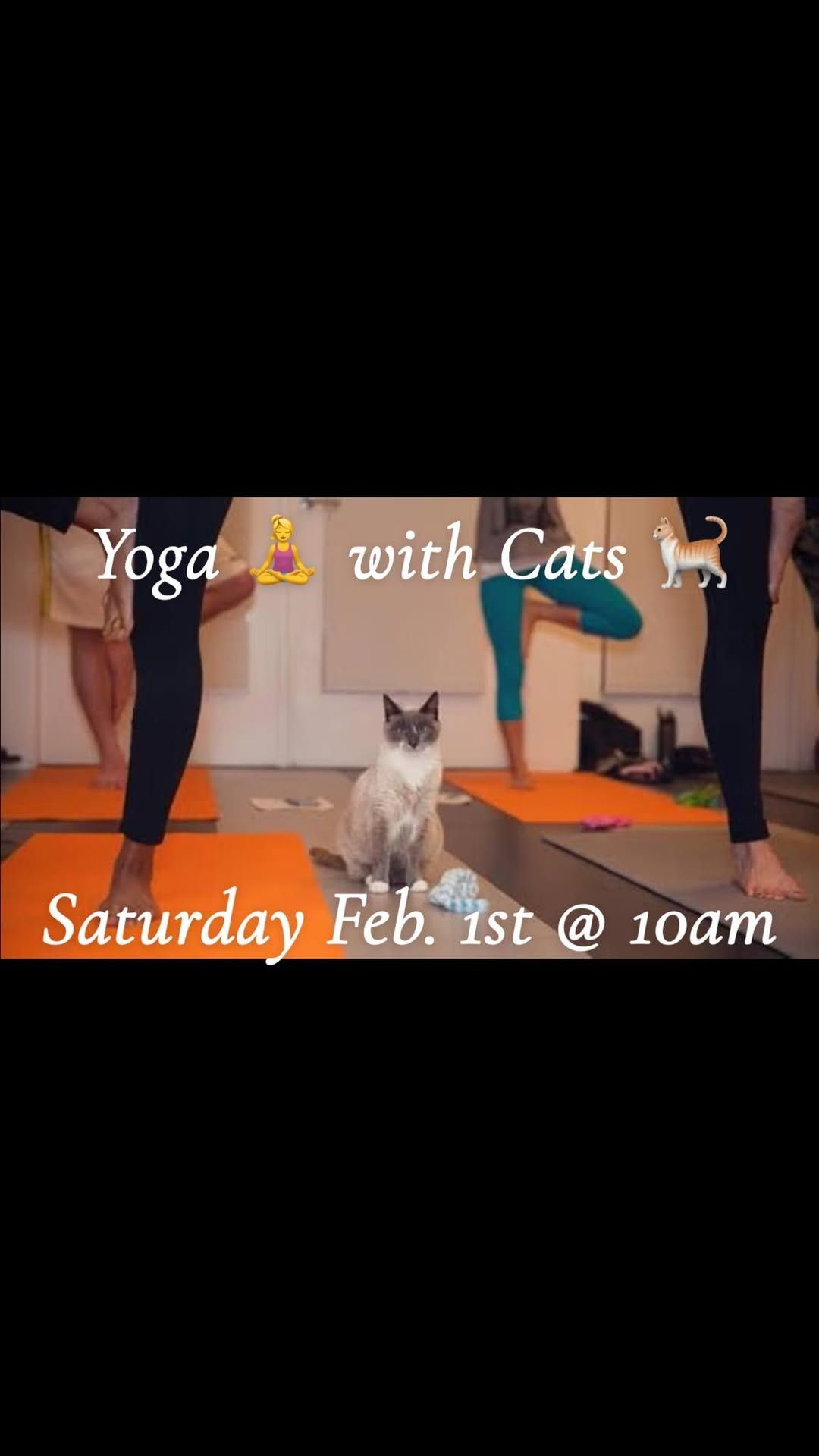 Yoga with Cats 