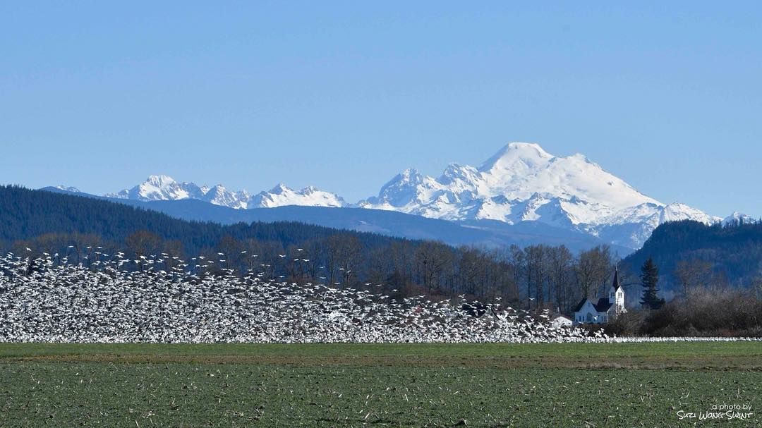 Stanwood Camano Snow Goose & Birding Festival