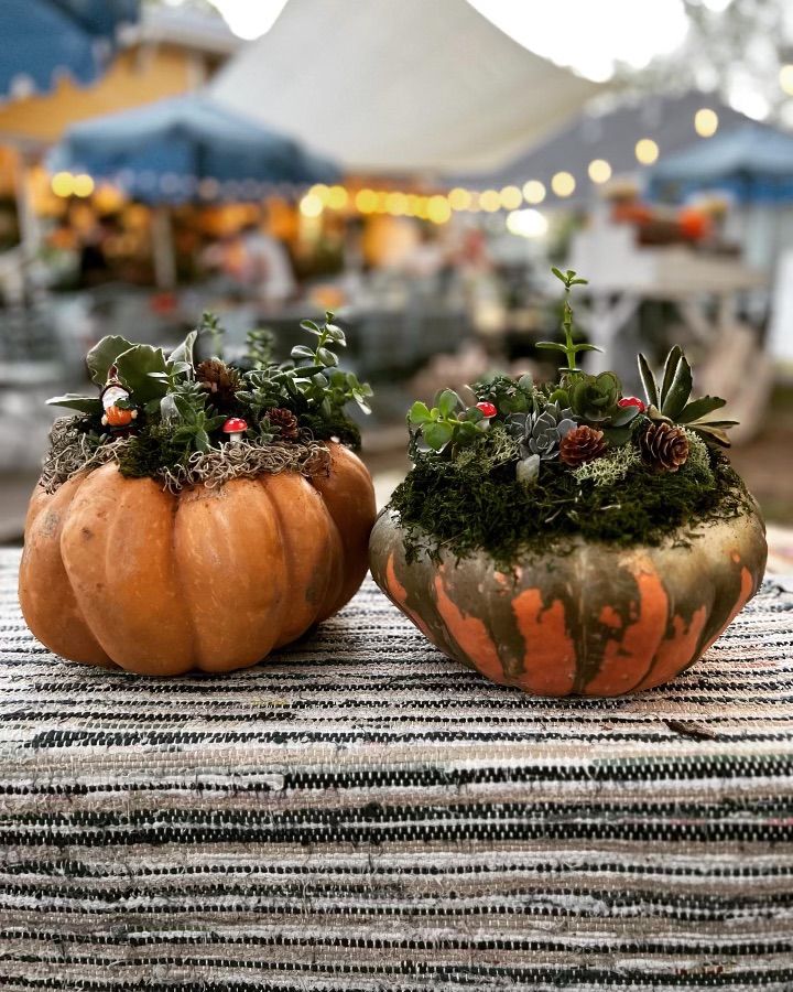 Pumpkin Beers and Pumpkin Succulents at Barking Armadillo 