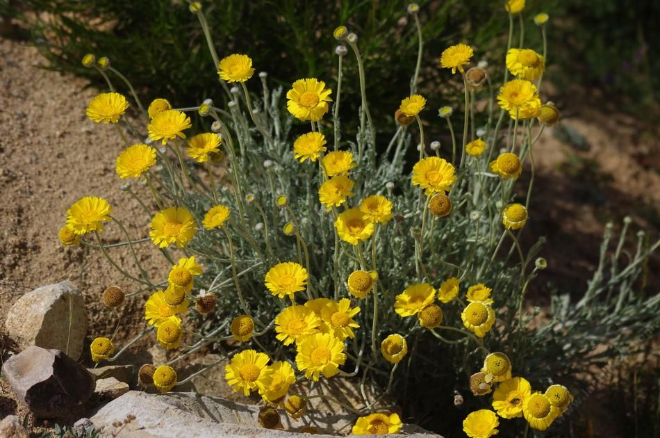 Wonderful Native Plants