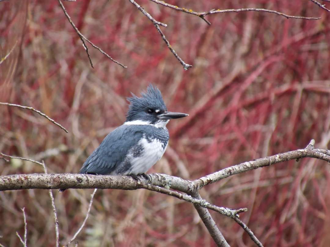  Family Birding Walk @ Lions Park