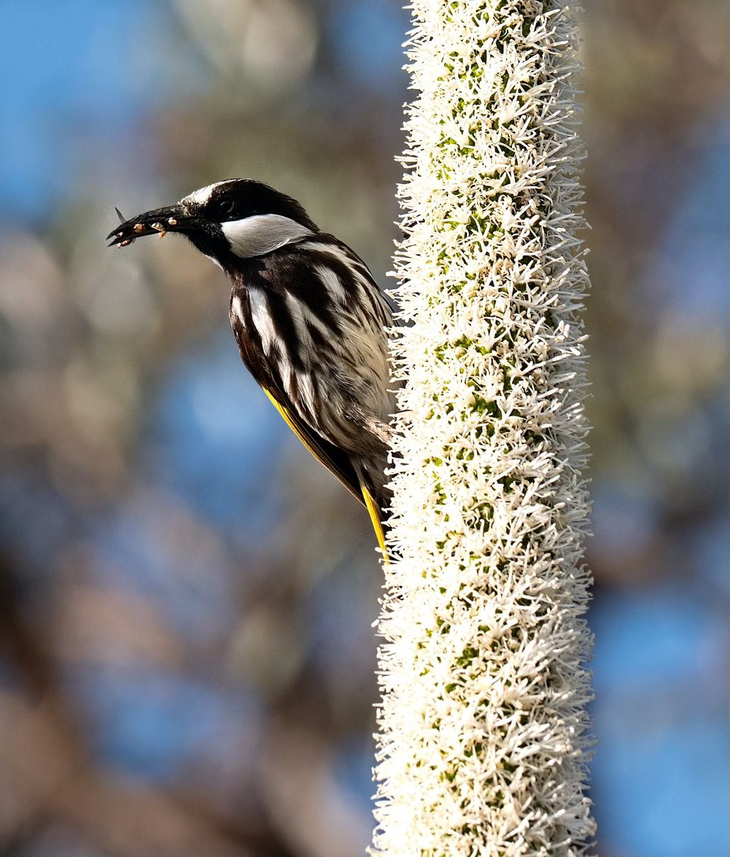 Free Guided Walk: The Birds and the Bees of Bold Park\ud83d\udc26\ud83d\udc1d\ud83c\udf38