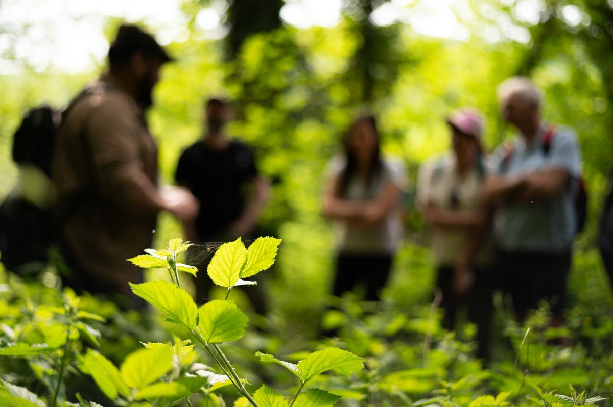 Foraging and Wild Foods Course