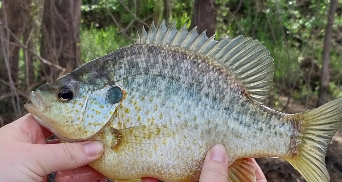 Sunfish