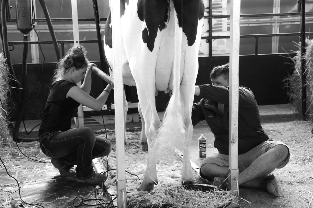 Simcoe County Holstein Show 2024