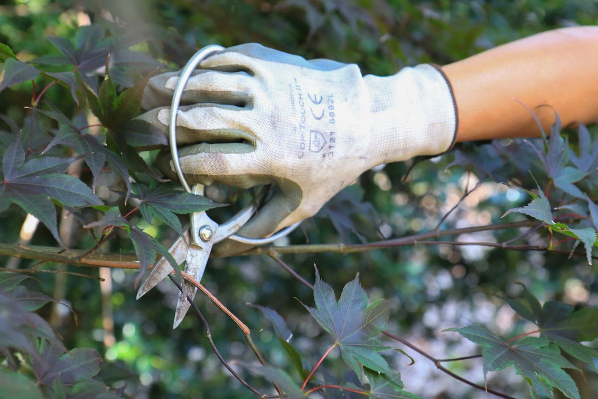 Japanese Pruning Techniques 