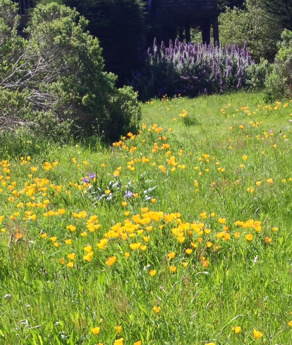 Introduction to California Native Plants