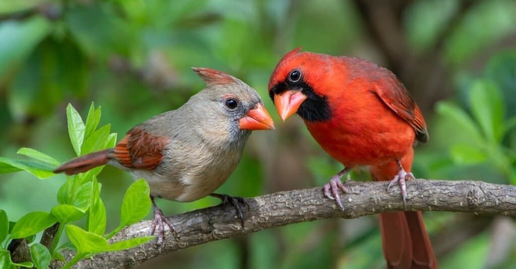 SPEAKER SERIES: Exploring the Relationship between the Microbiome and Physical Fitness in Cardinals