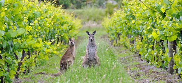 Tanunda Craft Fair Spring Event 