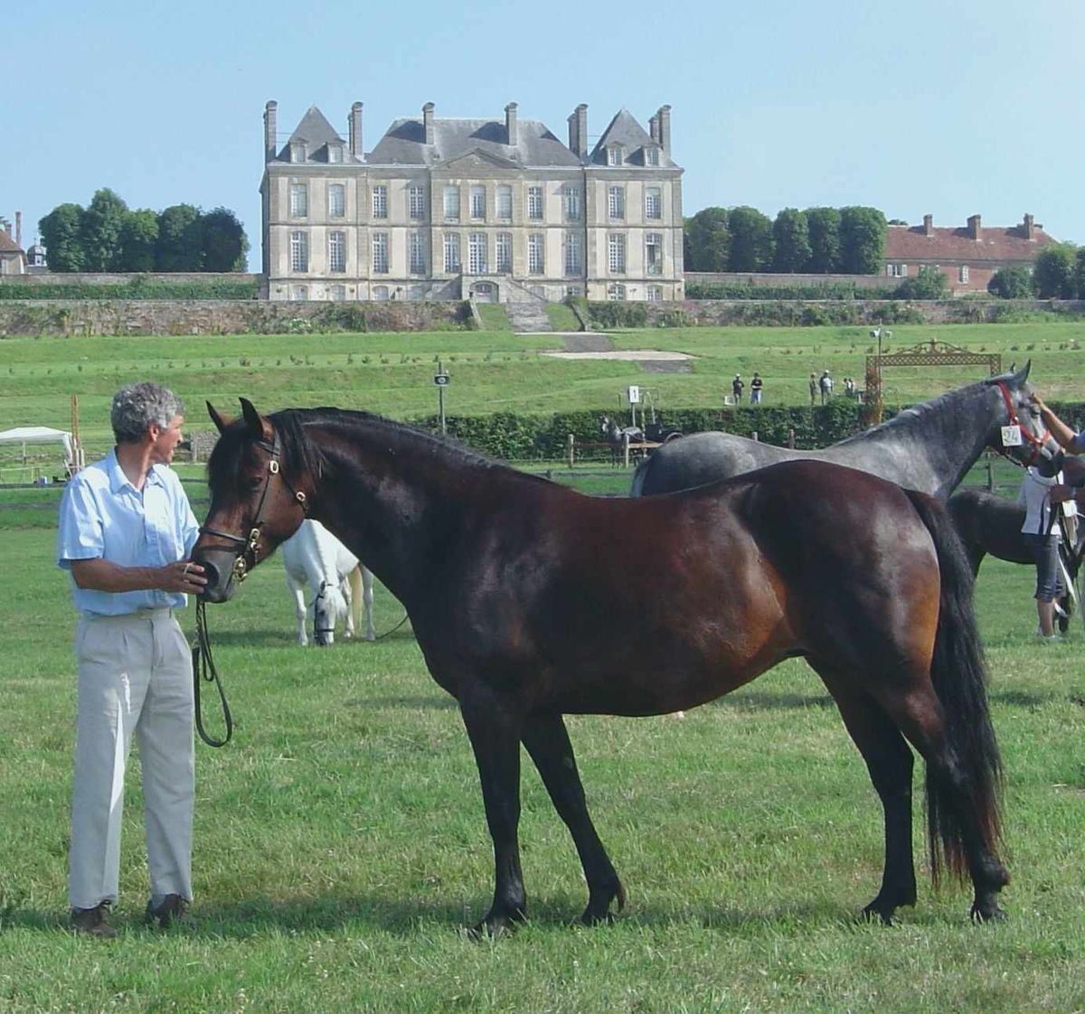 R\u00c9GIONAL CONNEMARA DE NORMANDIE AU HARAS DU PIN