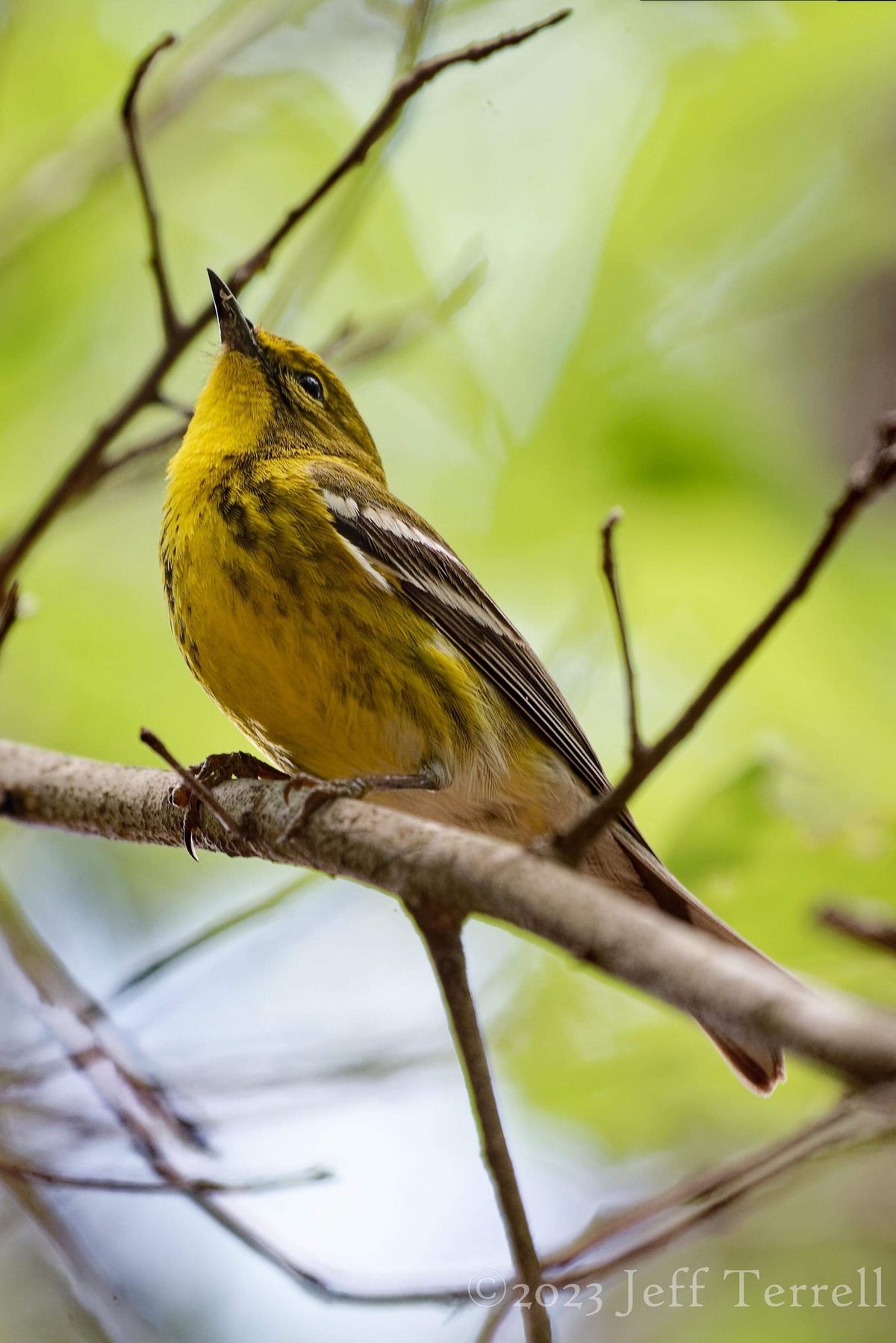 Birding for Lovebirds - Intro to Birding