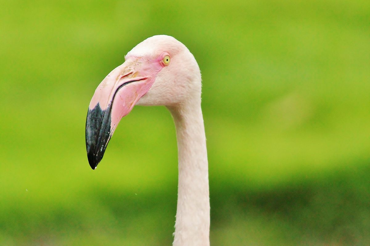 Summer Wildlife Photography