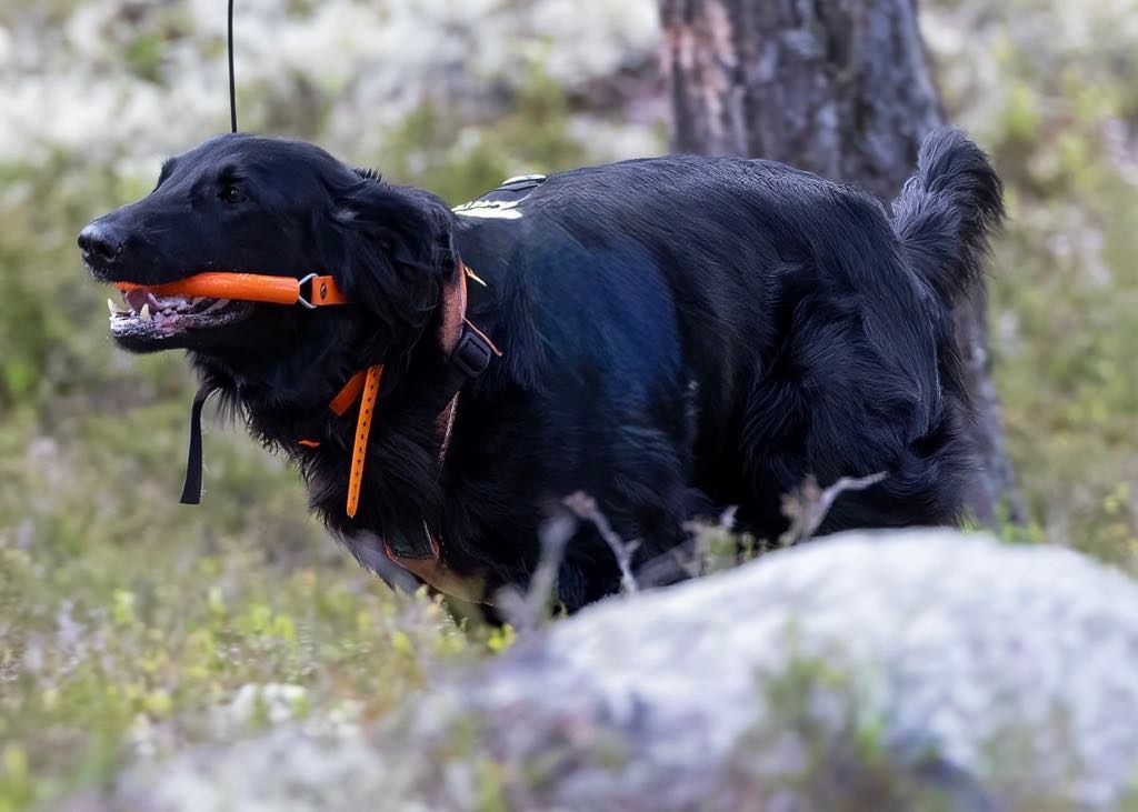 Brukshundkurs med Spor, felts\u00f8k og rundering (fra ca. 6 mnd.) med Karstein Myrdal  (Er i p\u00e5sken)