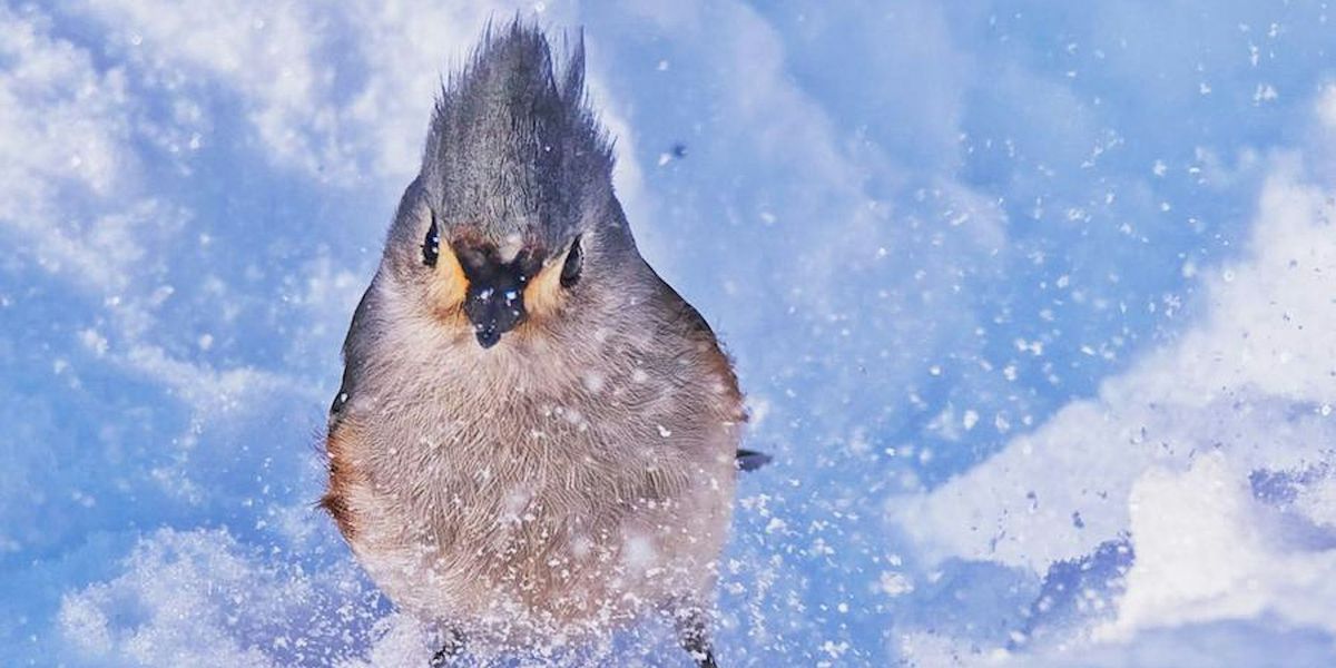 12 Birds of Christmas at Humbug Marsh