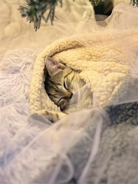 SafeMeasures Basic Navigation