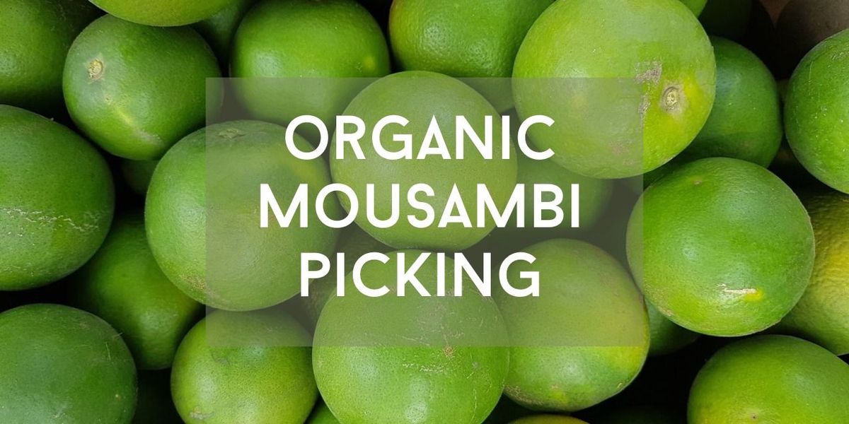 Mousambi Picking At The Orchard At Sarai