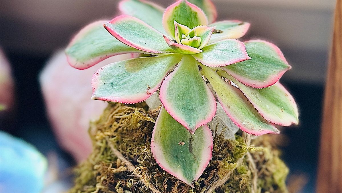 Succulent Kokedamas @ Bigsby's Folly Craft Winery