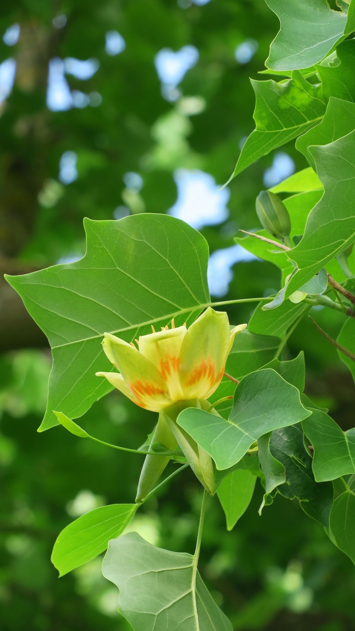 Guidade visningar: Sommar i Botan!