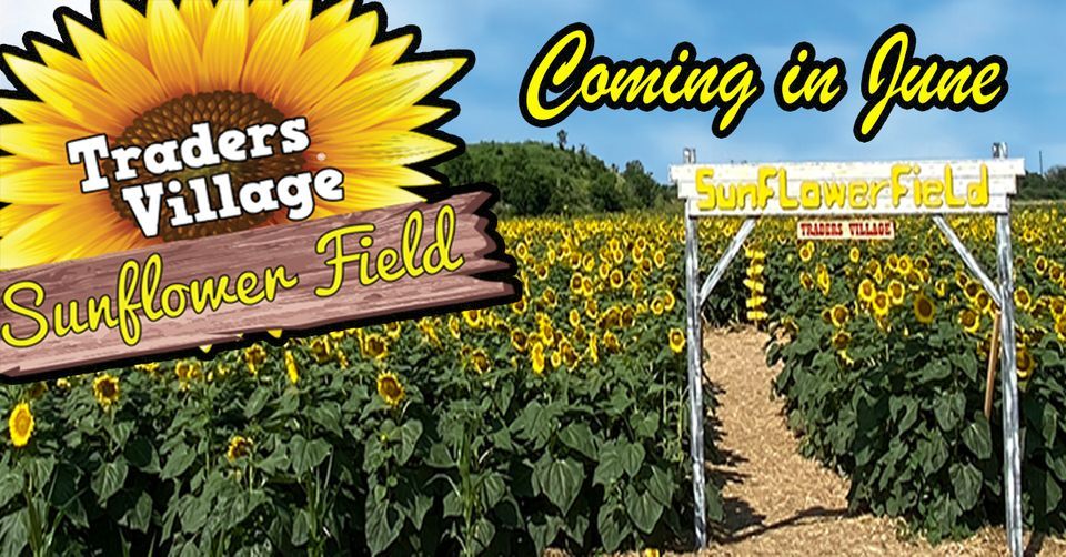 Sunflower Field 2022, Traders Village San Antonio, 10 June 2022
