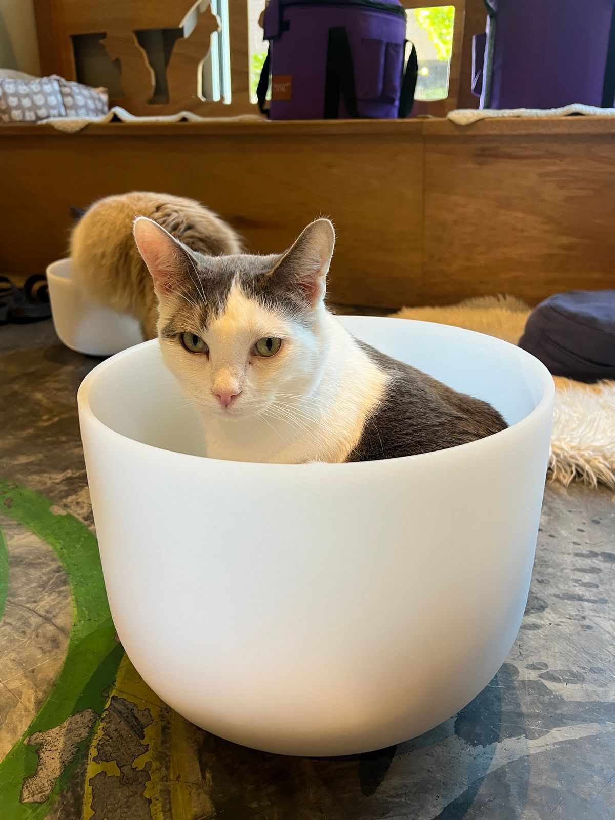 Sound Bath with Cats