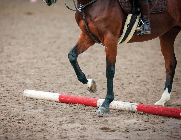 TWRC Dressage and Polework Training with Andrew Lovell