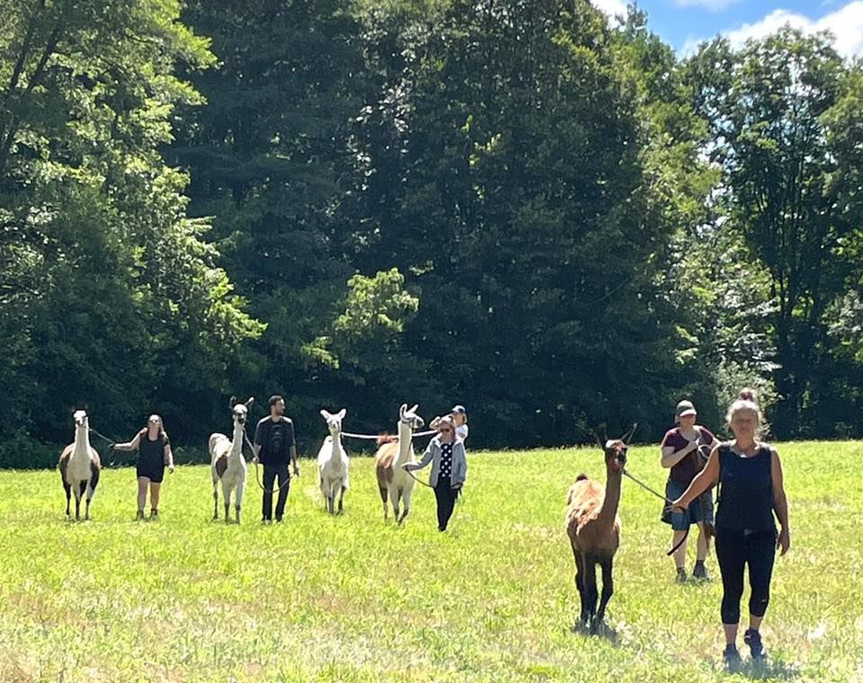 transhumance des lamas