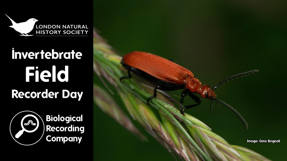 Invertebrate Field Recorder Day