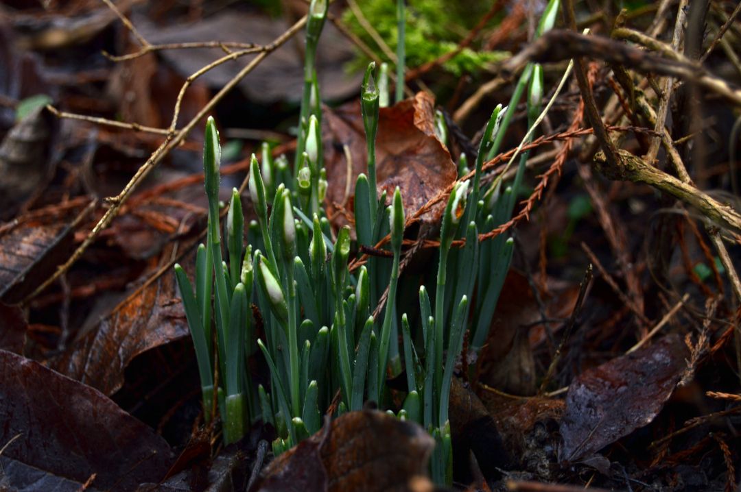 Conf\u00e9rence sur le perce-neige