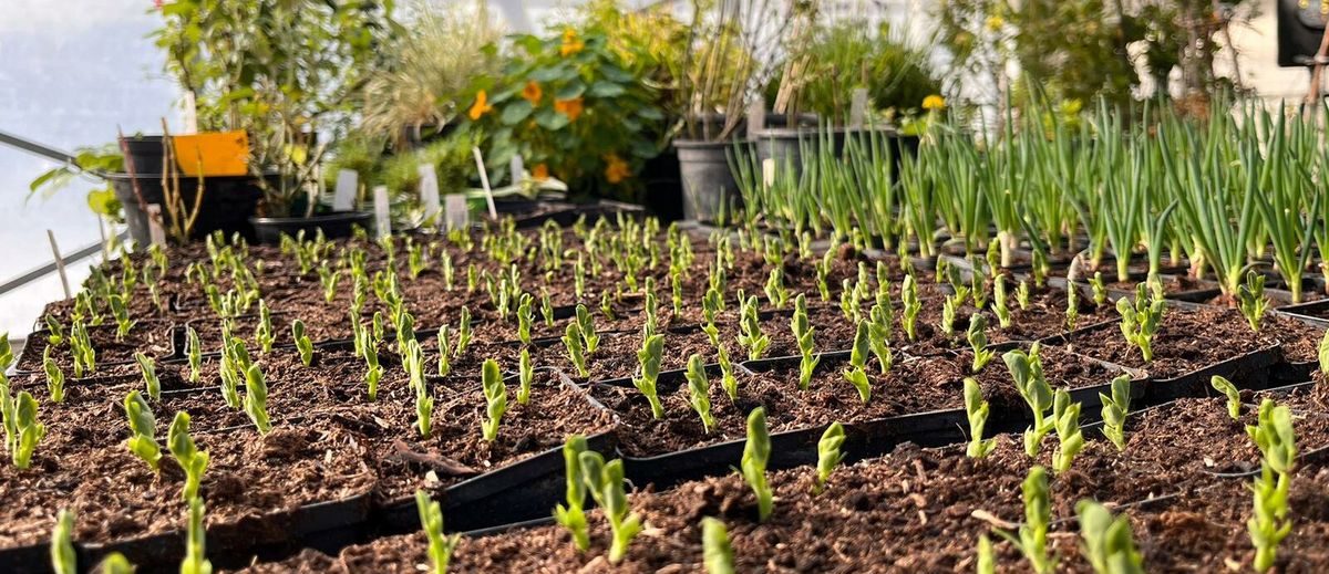 SAISONSTART BIO JUNGPFLANZENMARKT 