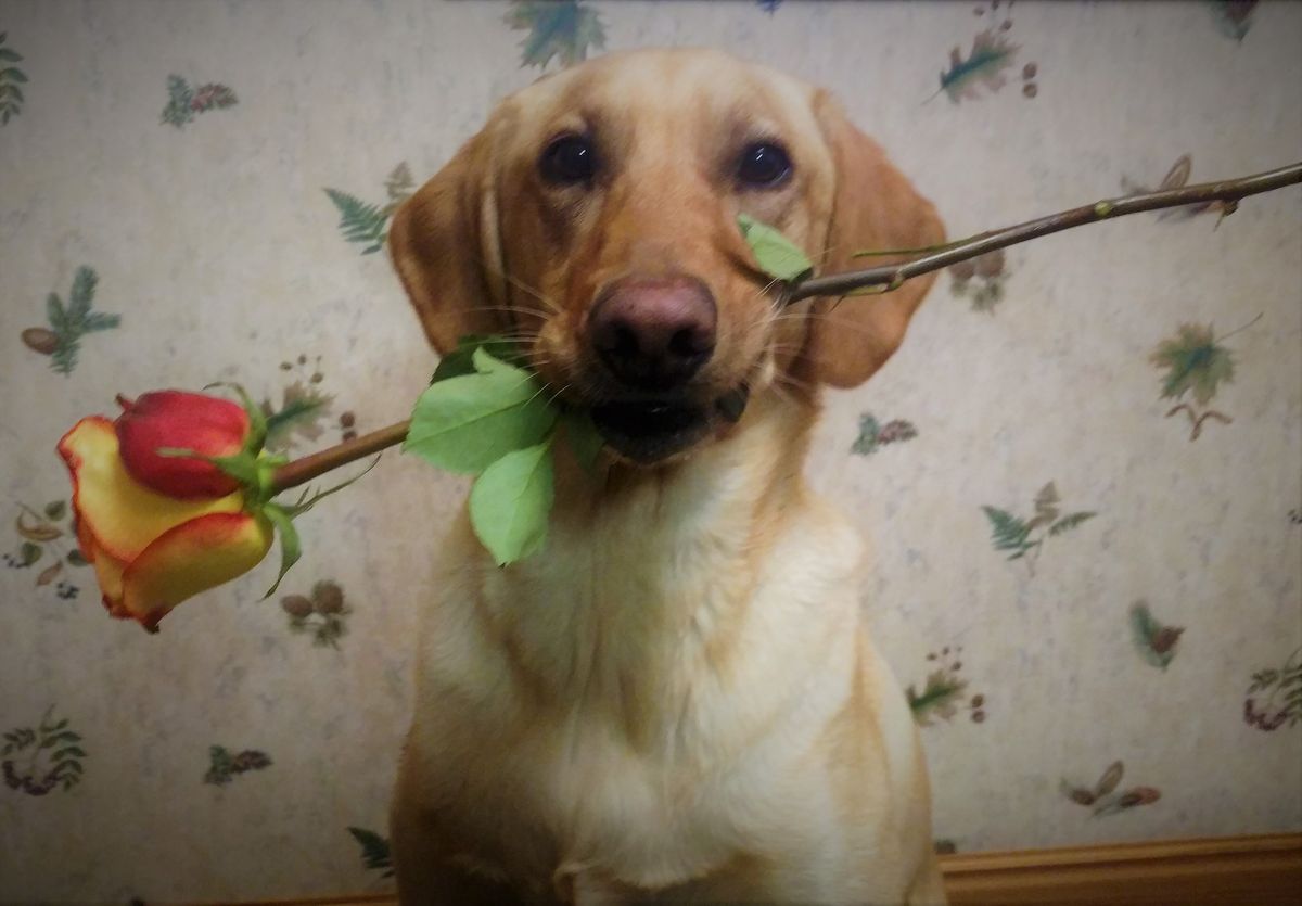 AKC Handlers\/Judge's Seminar for Hunting Retrievers