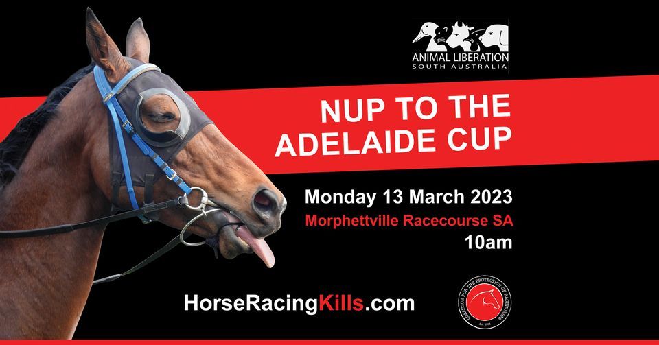 Nup to the Adelaide Cup