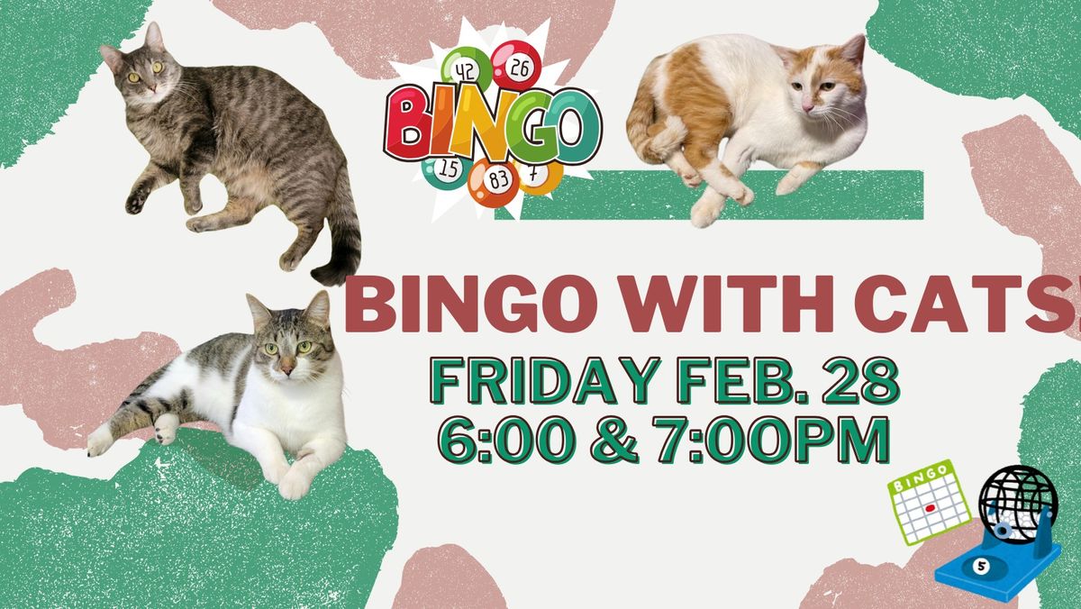 Bingo with Cats!  February 28, 2025