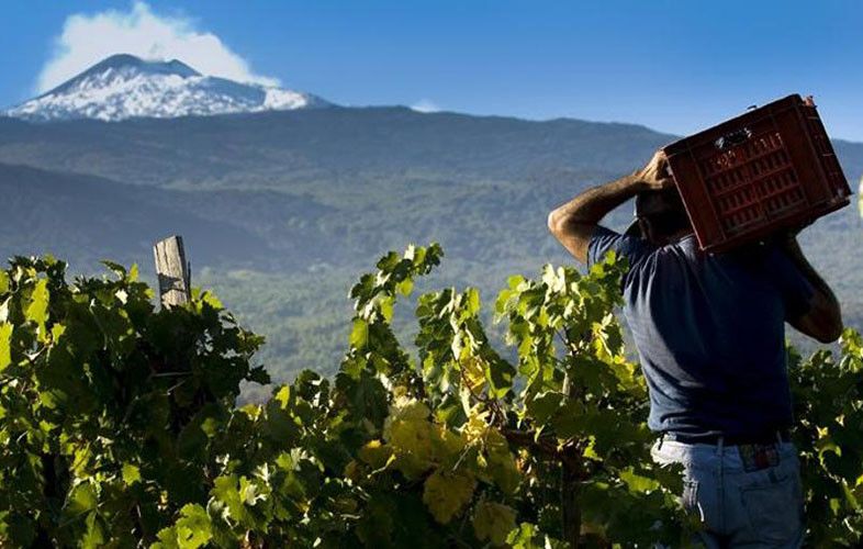 [WA] Volcanic Wines: A Discovery