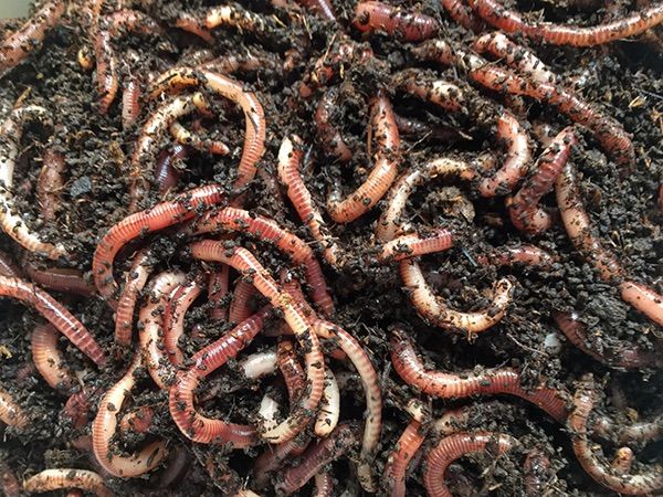 Vermicompost: June Workshop