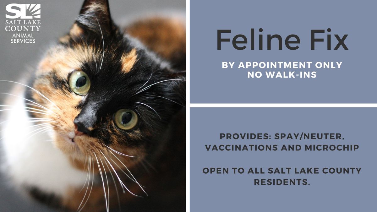 Feline Fix - February 6th